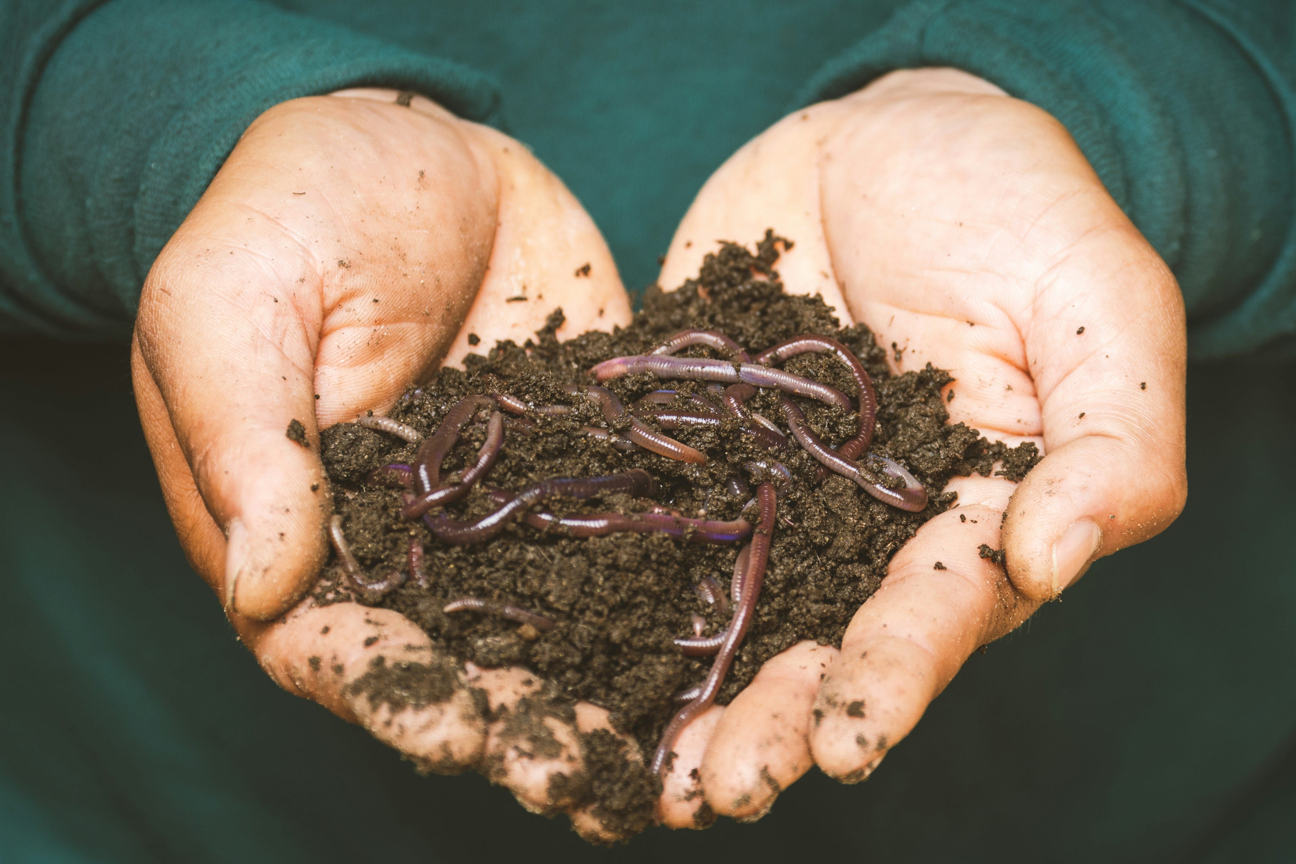Two hands cupping worms and compost